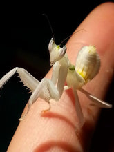 Load image into Gallery viewer, Mantis Marvels