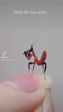 Load and play video in Gallery viewer, Orchid Mantis (Hymenopus coronatus)