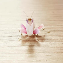 Load image into Gallery viewer, Mantis Marvels