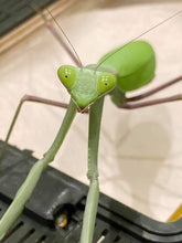 Load image into Gallery viewer, Mantis Marvels
