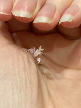 Load image into Gallery viewer, Mantis Marvels