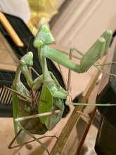 Load image into Gallery viewer, Mantis Marvels
