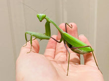 Load image into Gallery viewer, Mantis Marvels