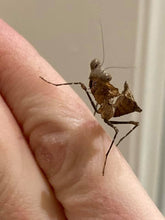 Load image into Gallery viewer, Mantis Marvels