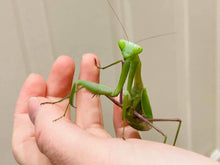 Load image into Gallery viewer, Mantis Marvels
