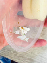 Load image into Gallery viewer, Mantis Marvels