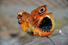 Load image into Gallery viewer, Mantis Marvels