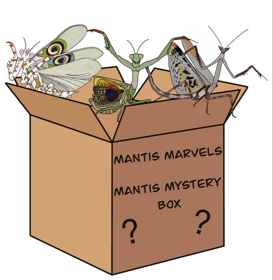 Mystery Boxes of mantis and more :) – Mantis Marvels