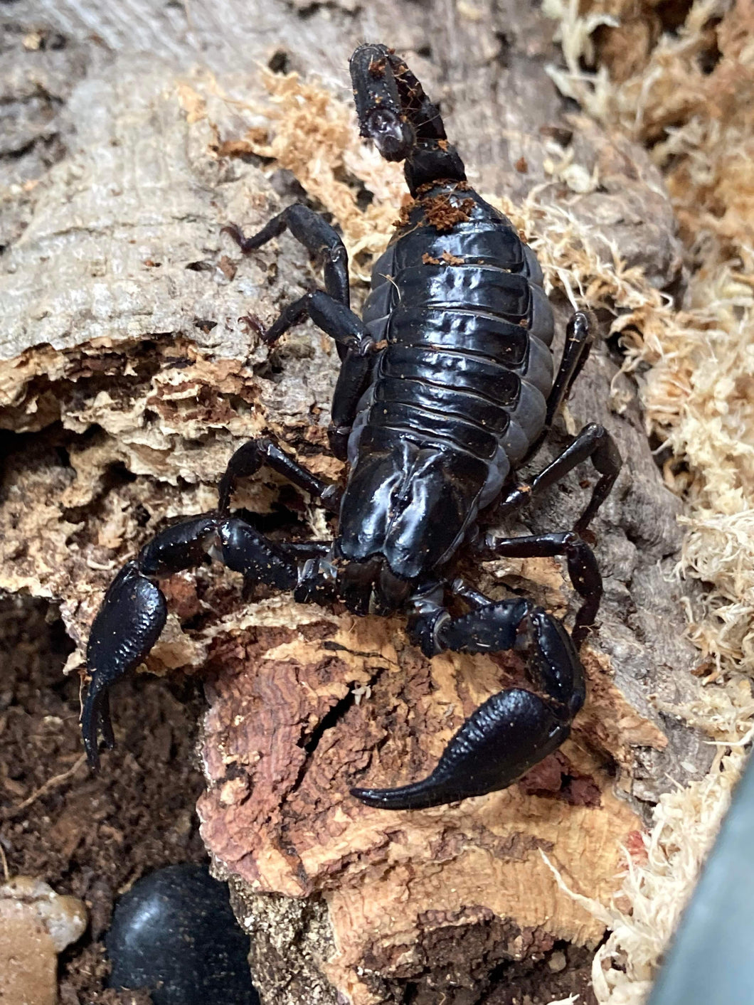 Forest Scorpion