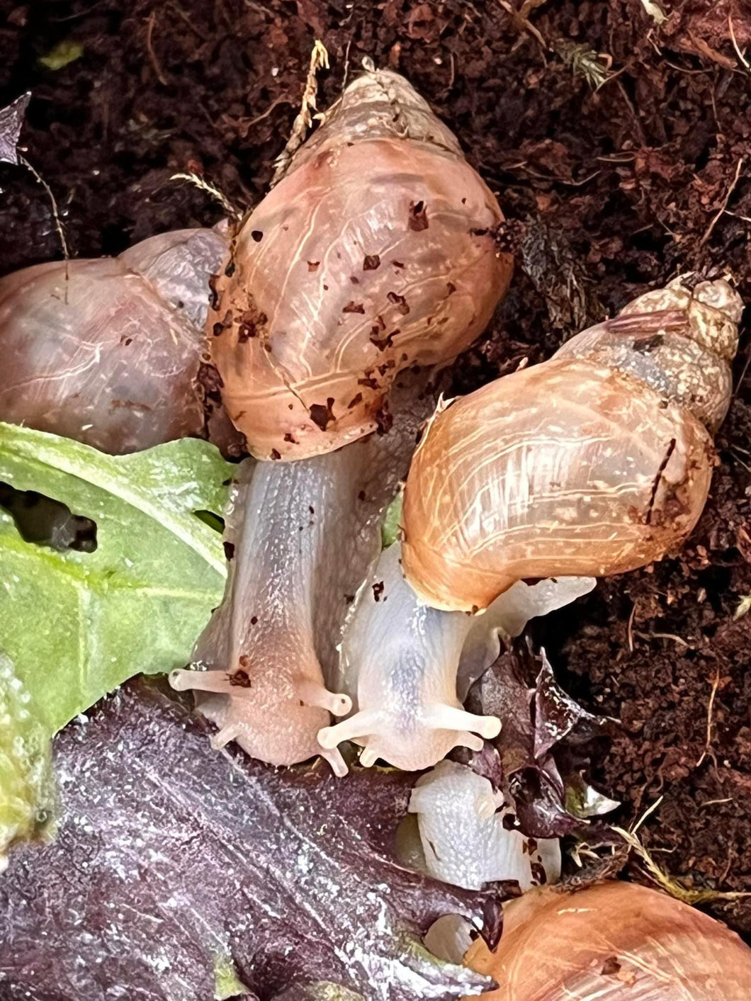 African land snails