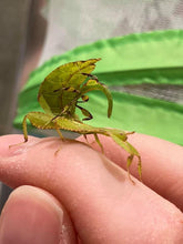 Load image into Gallery viewer, Mantis Marvels
