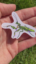 Load and play video in Gallery viewer, Mossy Praying Mantis sticker
