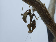 Load image into Gallery viewer, Mantis Marvels
