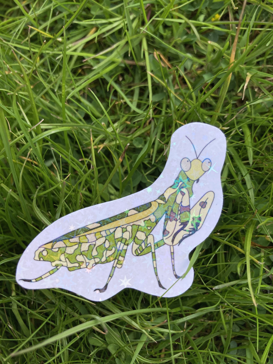 Sticker - Banded Flower Mantis – Mantis Marvels