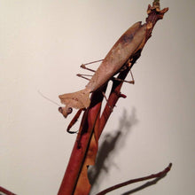 Load image into Gallery viewer, Mantis Marvels
