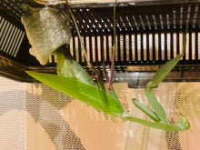 Load image into Gallery viewer, Mantis Marvels
