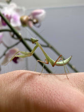 Load image into Gallery viewer, Mantis Marvels
